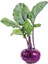 Doğal Mor Kohlrabi (Alabaş) Tohumu (20 Tohum) 1