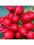 Doğal Big Red Turp Tohumu (25 Tohum) 1