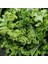 Doğal Siberian Kale Tohumu(50 Tohum) 1