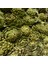 Yeşil Green Globe Enginar Tohumu (15 Tohum) 1