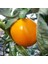 Doğal Sunray Domates Tohumu (20 Tohum) 1
