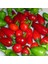 Doğal Acı Cherry Biber Tohumu (20 Tohum) 1