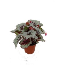 Fidanova Begonya Rex