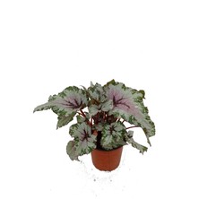 Fidanova Begonya Rex