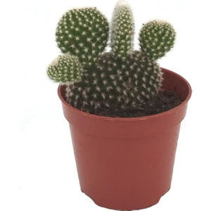 - Opuntia - Kaynana Dili Kaktüs (Beyaz Dikenli) - 5.5 cm Saksıda