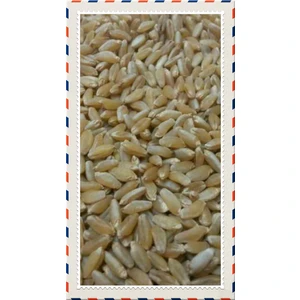 10 kg Yemlik Buğday