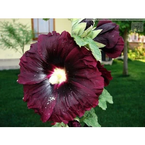 Murat Tohumculuk Eko Paket Bordo Hatmi Çiçeği Tohumu Gülhatmi Çiçeği Tohumu 50 Tohum