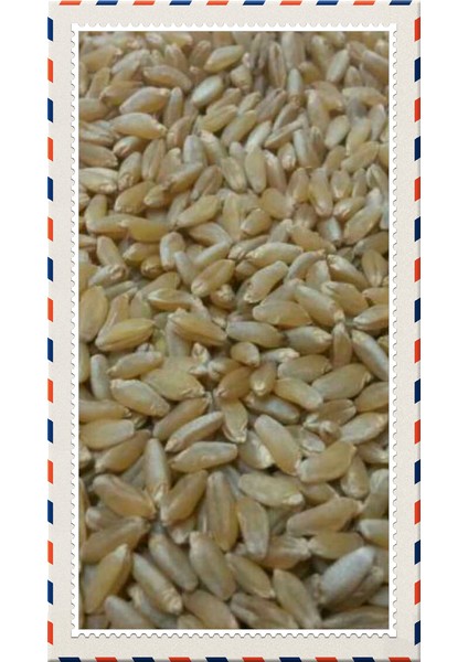 5 kg Yemlik Buğday