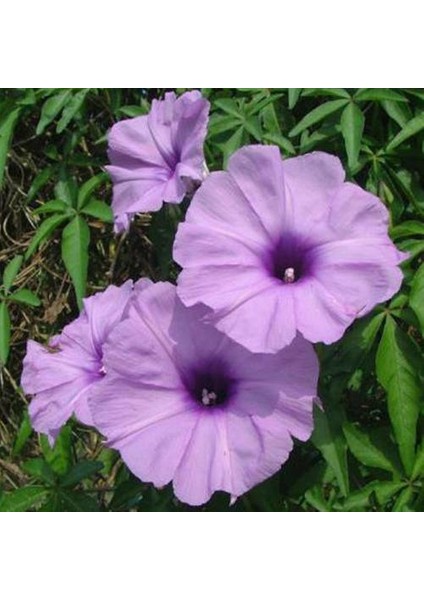 Ipomea Palmata Sarmaşık Çiçeği Tohumu Ipomea Palmata Çiçek Tohumu 5 Tohum
