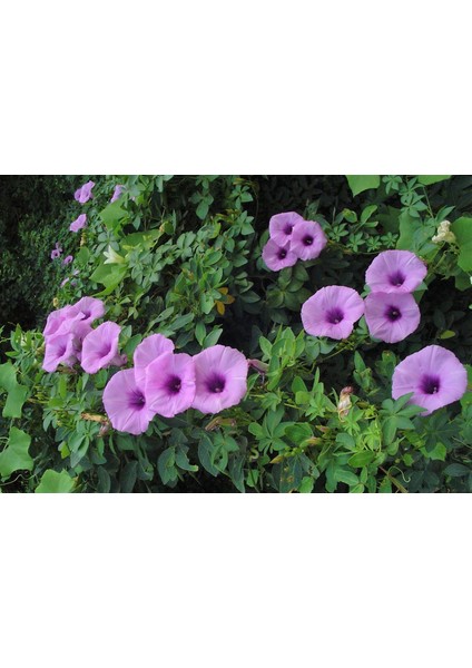 Ipomea Palmata Sarmaşık Çiçeği Tohumu Ipomea Palmata Çiçek Tohumu 5 Tohum fiyatları