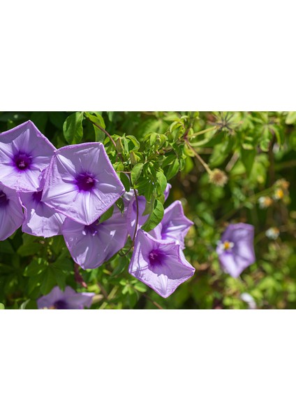 Ipomea Palmata Sarmaşık Çiçeği Tohumu Ipomea Palmata Çiçek Tohumu 5 Tohum modelleri