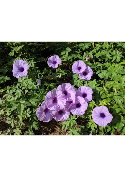 Ipomea Palmata Sarmaşık Çiçeği Tohumu Ipomea Palmata Çiçek Tohumu 5 Tohum fırsatları