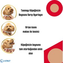 Evene Pire Köpek Tasması -Siyah