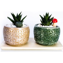 Mini Stil - Crewe Serisi Set Saksıda Haworthia Sukulent 2'li