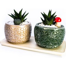 Mini Stil - Crewe Serisi Set Saksıda Haworthia Sukulent 2'li