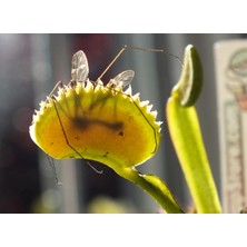Etobur Bitkim Etoburbitkim Sinek Kapan Tohum Yetiştirme Kiti ve 1 Yaşında Canlı Yavru Venüs Bitkisi