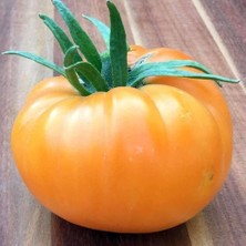 Tacirdepoticaret Kahvaltılık Kellogg's Breakfast Domates Tohumu -20 Tohum