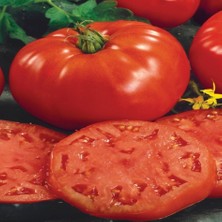 Tacirdepoticaret Hbrid BT86 F1 Oturak Domates Tohumu -20 Tohum