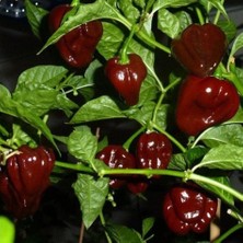 Tacirdepoticaret Zehir Gibi Chocolate Bhut Jolokia Biber Tohumu -2 Adet