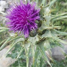 Tacirdepoticaret Kenger Otu(Cynara Cardunculus) Tohumu(5 Tohum)
