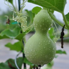 Tacirdepoticaret Calabash Süs Su Kabağı Tohumu Işlenebilir -5 Tohum