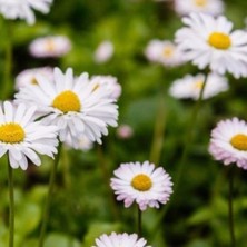 Tacirdepoticaret Doğal Aromatik Sarı Papatya Çiçeği TOHUMU(100 Tohum)