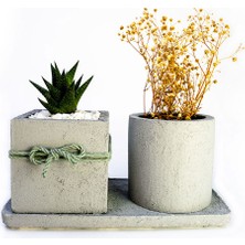 Mini Stil 2'li Beton Efekt Serisi Set Saksıda Haworthia Sukulent