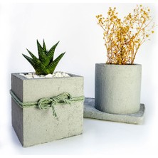 Mini Stil 2'li Beton Efekt Serisi Set Saksıda Haworthia Sukulent