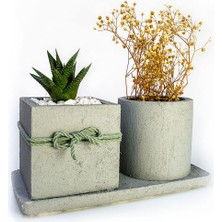 Mini Stil 2'li Beton Efekt Serisi Set Saksıda Haworthia Sukulent