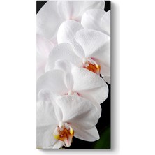 Tabloshop Orkide Çiçeği Iı Tablosu