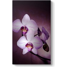 Tabloshop Orkide Çiçeği I Tablosu