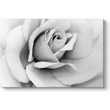 Tabloshop Siyah Beyaz Gül Kanvas Tablosu