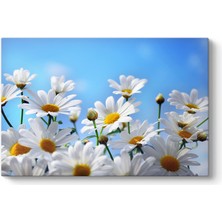 Tabloshop Papatya Tablosu