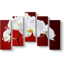 Tabloshop Beyaz Orkide Tablosu