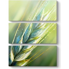 Tabloshop Başak Tablosu