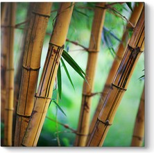 Tabloshop Bambu Ağaçları Tablosu