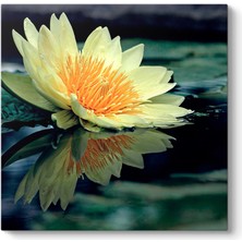 Tabloshop Sarı Nilüfer Çiçeği Tablosu