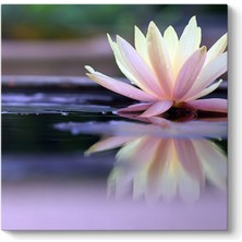 Tabloshop Hareli Nilüfer Çiçeği Tablosu