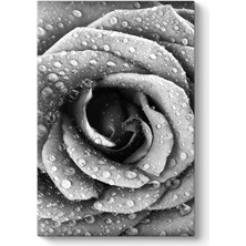 Tabloshop Siyah Beyaz Gül Duvar Tablosu