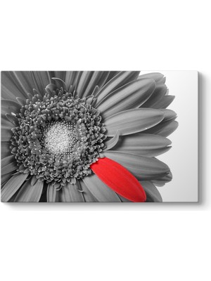 Tabloshop Siyah Beyaz Gerbera Tablosu