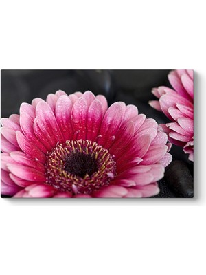 Tabloshop Gerbera Çiçeği Tablosu