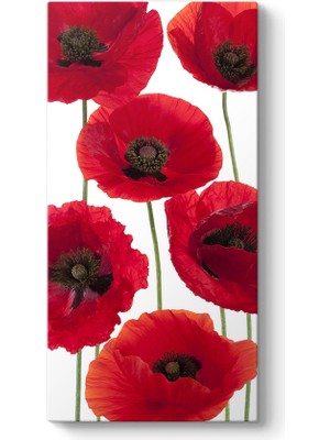 Tabloshop Gelincik Çiçeği Vektör Tablosu