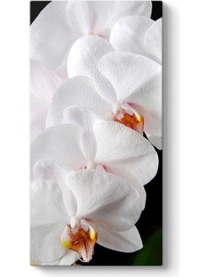 Tabloshop Orkide Çiçeği Iı Tablosu