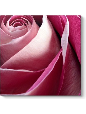 Tabloshop Pembe Gül I Tablosu
