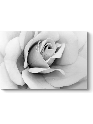 Tabloshop Siyah Beyaz Gül Kanvas Tablosu