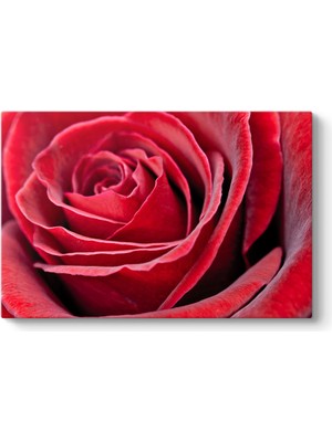 Tabloshop Kırmızı Gül Tablosu