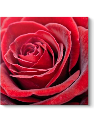 Tabloshop Kırmızı Gül Tablosu