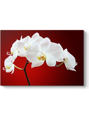 Tabloshop Beyaz Orkide Tablosu
