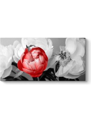 Tabloshop Kırmızı Şakayık Tablosu