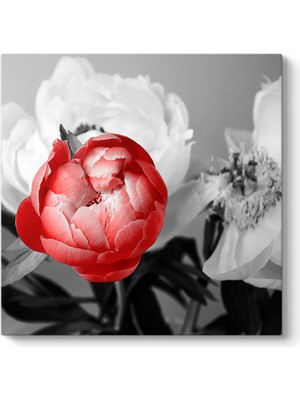 Tabloshop Kırmızı Şakayık Tablosu